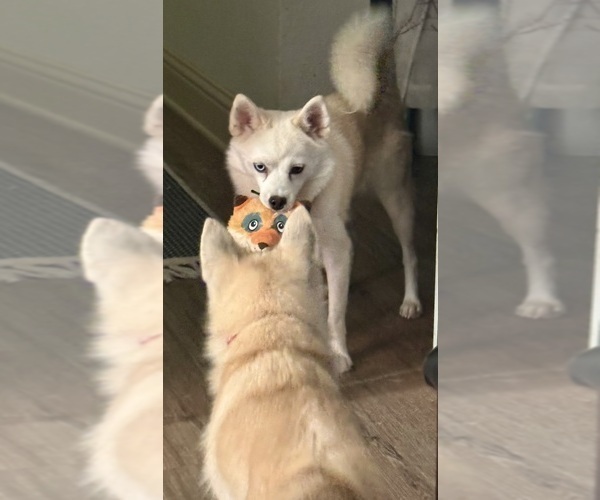 Medium Photo #124 Pomsky Puppy For Sale in LOVELAND, CO, USA