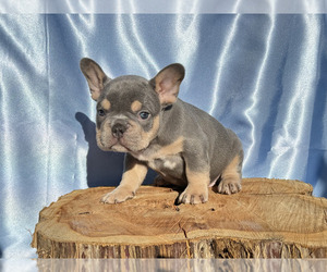 French Bulldog Puppy for sale in EDEN, NC, USA