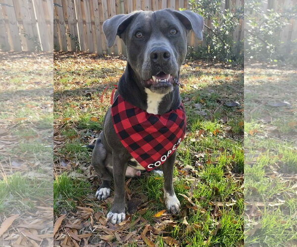 Medium Photo #5 American Staffordshire Terrier-Labrador Retriever Mix Puppy For Sale in Holly Springs, NC, USA