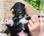 Small #8 F2 Aussiedoodle