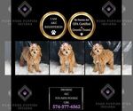 Puppy Promise AKC Poodle (Toy)
