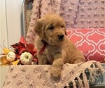 Sadie - Female Golden Retriever Puppy for Sale - Photo #2