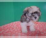 Small Photo #2 Zuchon Puppy For Sale in PATERSON, NJ, USA