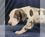 Small #23 Catahoula Leopard Dog