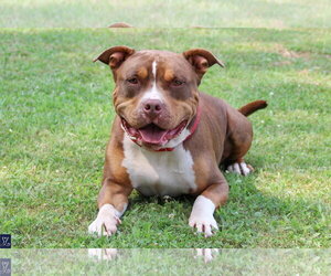 Rubble - Male American Pit Bull Terrier-American Staffordshire Terrier Mix Dog for Adoption - Photo #5