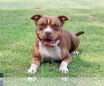 Small #4 American Pit Bull Terrier-American Staffordshire Terrier Mix