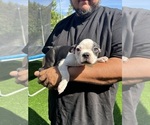 Small Photo #6 Boston Terrier Puppy For Sale in VACAVILLE, CA, USA