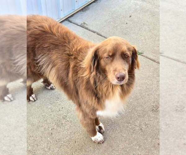 Medium Photo #3 Australian Shepherd Puppy For Sale in Aurora, IN, USA