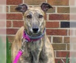 Greyhound Dogs for adoption in Grandville, MI, USA