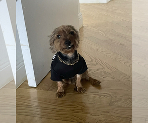 Yorkshire Terrier Puppy for sale in AVENTURA, FL, USA