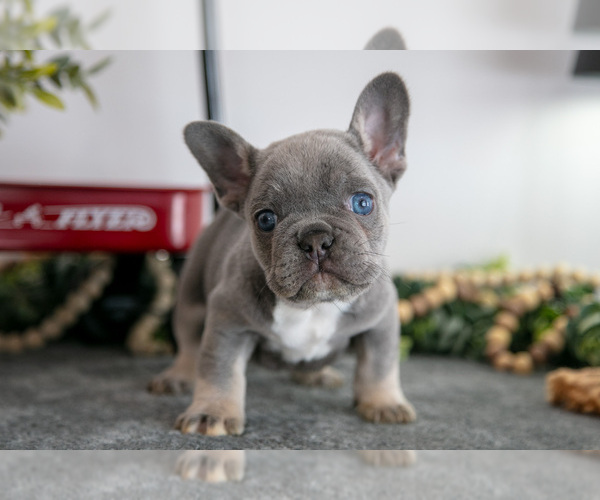 Medium Photo #1 French Bulldog Puppy For Sale in GOSHEN, IN, USA