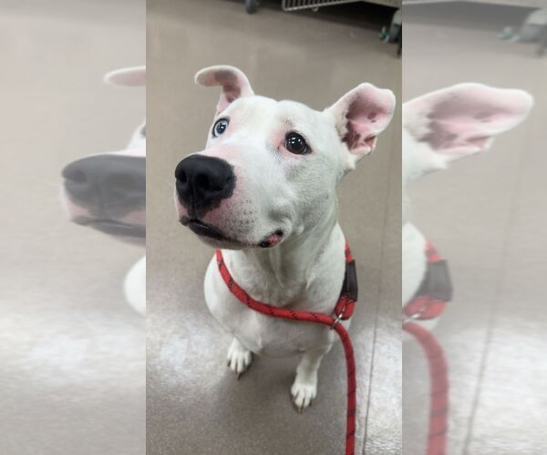 Medium Photo #1 American Pit Bull Terrier-Unknown Mix Puppy For Sale in La Porte, IN, USA