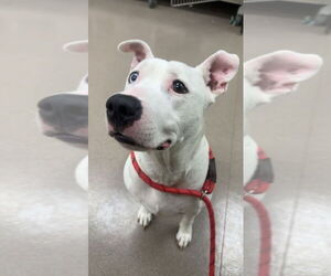 American Pit Bull Terrier-Unknown Mix Dogs for adoption in La Porte, IN, USA