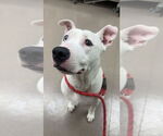 Small American Pit Bull Terrier Mix