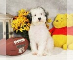 Puppy Lucky Charm Bernedoodle (Miniature)