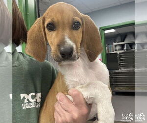 Mutt Dogs for adoption in Washington, DC, USA