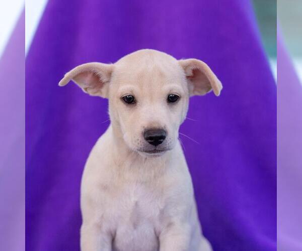 Medium Photo #18 Chug Puppy For Sale in San Diego, CA, USA