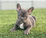 Small Photo #2 French Bulldog Puppy For Sale in SPRINGFIELD, MA, USA