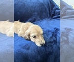 Small #23 Dachshund