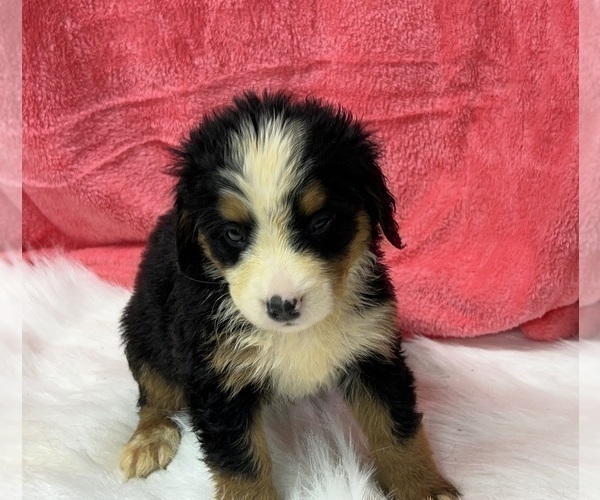 Medium Photo #5 Bernese Mountain Dog Puppy For Sale in DUNDEE, OH, USA