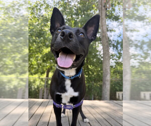Medium Photo #7 Labrador Retriever-Unknown Mix Puppy For Sale in Elmsford, NY, USA