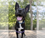 Small #6 Labrador Retriever Mix