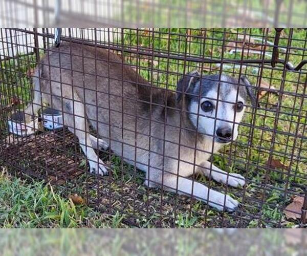 Medium Photo #1 Mutt Puppy For Sale in San Antonio, TX, USA