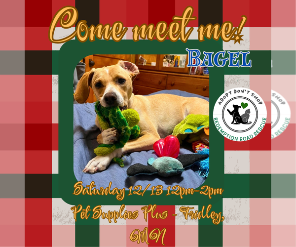 Medium Photo #7 Chihuahua-Unknown Mix Puppy For Sale in Crystal, MN, USA