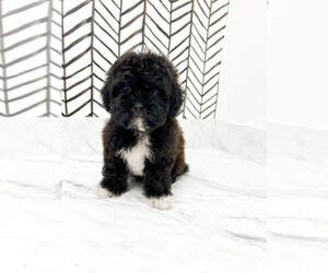 Shih-Poo Puppy for sale in MILLERSBURG, OH, USA
