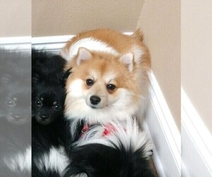 Father of the Pomeranian puppies born on 05/22/2024