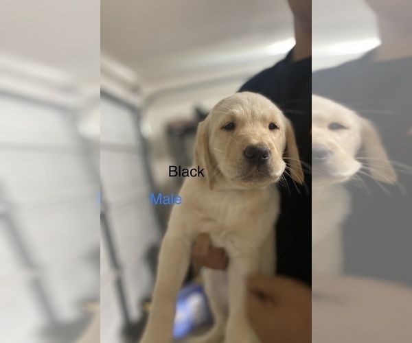 Medium Photo #1 Golden Labrador Puppy For Sale in VISALIA, CA, USA