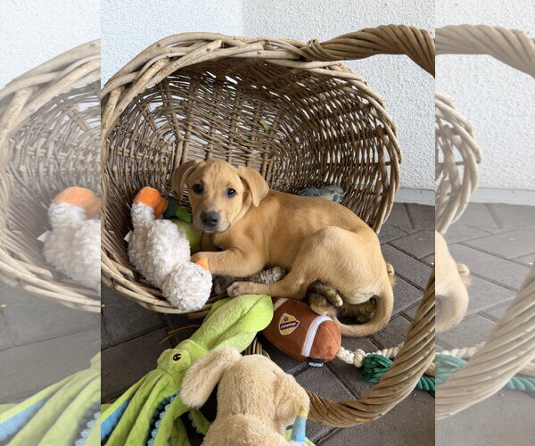 Medium Photo #1 Labrador Retriever-Unknown Mix Puppy For Sale in Phoenix, AZ, USA