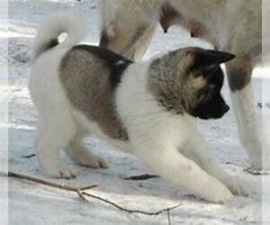 Akita Puppy for sale in SOUTH BEND, IN, USA