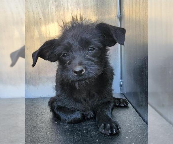 Medium Photo #1 Mutt Puppy For Sale in San Antonio, TX, USA