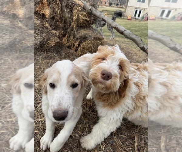 Medium Photo #5 Aussie-Poo-Goldendoodle Mix Puppy For Sale in COMMERCE, MI, USA