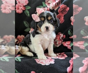 Cava-Tzu Puppy for sale in GLEN ROCK, PA, USA
