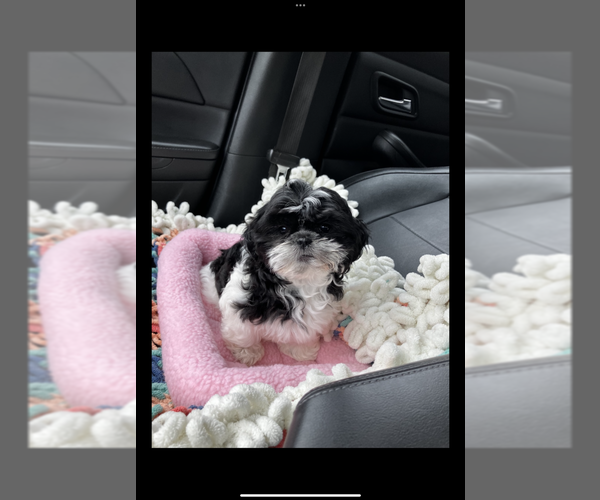 Medium Photo #1 Shih Tzu Puppy For Sale in ENTERPRISE, AL, USA