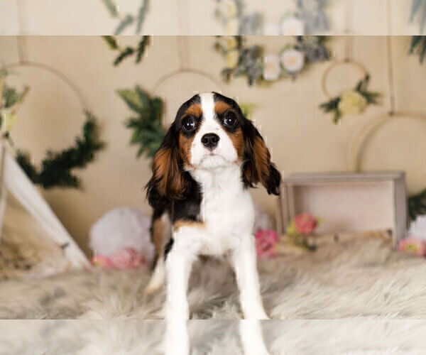 Medium Photo #16 Cavalier King Charles Spaniel Puppy For Sale in WARSAW, IN, USA