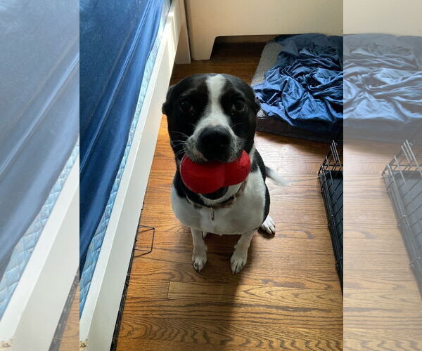 Medium Photo #7 Mutt Puppy For Sale in Virginia Beach, VA, USA