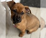 Small Photo #29 Black Mouth Cur-Unknown Mix Puppy For Sale in Wakefield, RI, USA