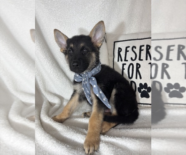 Medium Photo #6 German Shepherd Dog Puppy For Sale in GREENFIELD, IN, USA