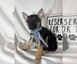 Small #5 German Shepherd Dog