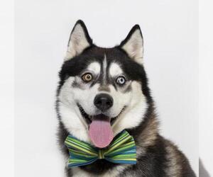 Siberian Husky Dogs for adoption in Santa Maria, CA, USA