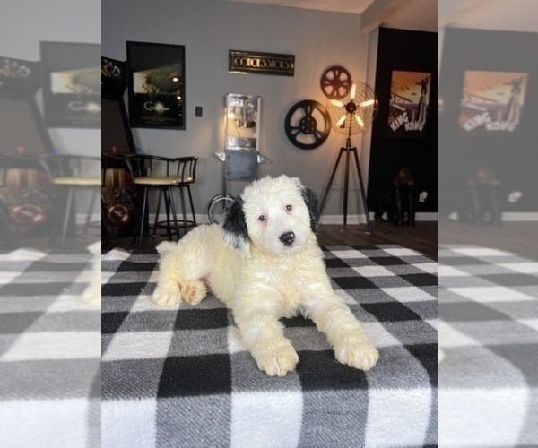 Medium Photo #4 Bernedoodle (Miniature) Puppy For Sale in FRANKLIN, IN, USA