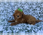 Small #5 Cavapoo (Miniature)