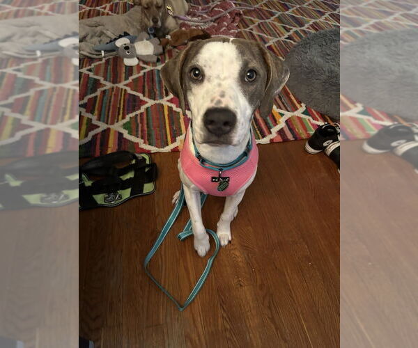 Medium Photo #3 Mutt Puppy For Sale in Greenbelt, MD, USA