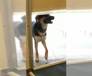 German Shepherd Dog-Unknown Mix Dogs for adoption in Sanford, FL, USA