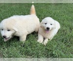 Small #9 Great Pyrenees