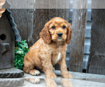 Small Photo #9 Cocker Spaniel Puppy For Sale in SHREVE, OH, USA