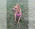 Small #7 German Shepherd Dog Mix